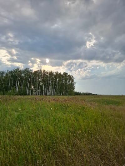 A wide, low-angle shot captures a natural landscape under a dramatic, cloudy sky. The foreground is dominated by a dense field of tall green and brown grass, some blades bent as if by wind. In the middle ground, a line of slender white birch trees with dark trunks stands densely packed, their green foliage forming a dark line against the sky. Behind the trees, the sky is a mix of dark gray and lighter, brighter patches where the sun is breaking through. To the far right of the image, a small red figure, possibly a person, is visible in the distance on the edge of the field. The overall impression is one of a wild, untamed natural environment under a dynamic sky. The specific location is the village of Avangard, Akmola Region, Kazakhstan.