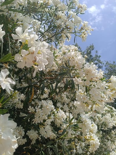 The image displays a dense cluster of white oleander flowers, possibly photographed in Sagunto, Spain. The flowers are abundant, with some in sharp focus in the foreground and others softly blurred in the background. The leaves of the plant are a deep green, providing a contrast to the white blossoms. Above the foliage, a bright blue sky is visible with a few wispy clouds. In the upper right portion of the image, the dark green branches of other trees can be seen against the sky. The scene suggests a sunny day outdoors, likely in a garden or park setting. There are no people or animals visible in the image.