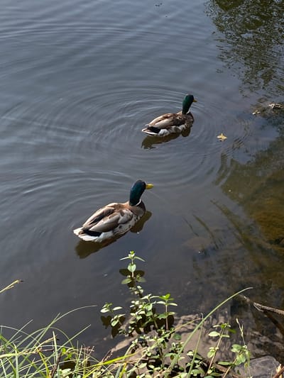 Two mallard ducks swim in dark, rippling water near the bank of a body of water. The duck in the foreground is closer to the viewer, with its head turned to the left, displaying a green iridescent head and yellow beak. Its body is mottled brown and white. The second duck is further away and slightly to the right, also facing left, with a similar green head and yellow beak. The water's surface shows reflections of trees and is disturbed by the ducks' movement, creating circular ripples. The right side of the image shows a muddy bank with submerged debris and some green aquatic plants growing near the water's edge. Green grass and reeds are visible along the very bottom edge of the frame. The overall scene appears to be a natural setting within a park or similar outdoor area in Ivano-Frankivsk, Ukraine.