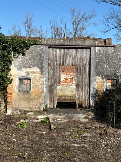 This image depicts the exterior of a dilapidated, single-story building in Tomar, Portugal, under a clear blue sky. The structure features heavily weathered, light-colored stucco or concrete walls exhibiting grey, yellowish, and brownish discoloration, indicative of age and exposure. The left side of the building is extensively covered in dense green ivy.

Two small, rectangular window openings are visible: one on the left wall with a rusted, gridded metal frame, and a similar one on the right, partially obscured by shadows and vegetation. Both windows show exposed red brickwork within their frames.

The central feature is a large, presumably double-panel wooden door or gate, constructed from vertically oriented planks. This entrance is severely degraded; a large, irregular section is missing from the lower center, revealing a dark interior and an exposed brick infill or wall section directly above the opening within the wooden structure. The bottom edges of the wooden doors are frayed and splintered.

Above the structure, a damaged roofline reveals exposed red brickwork. The ground immediately in front of the building is unpaved, covered with dark brown organic debris, including what appears to be dried leaves and twigs, interspersed with sparse green herbaceous growth.

In the background, above the building, several bare deciduous trees with visible branches rise against a vivid, clear blue sky. Overhead, thin dark lines consistent with power lines are visible in the upper right quadrant. No individuals or active elements are present in the scene, which conveys a sense of abandonment and natural decay.