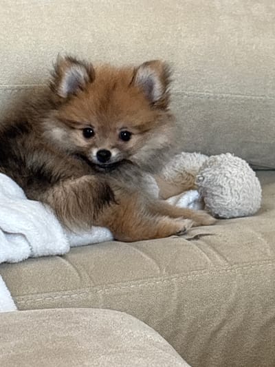 A small, fluffy, brown Pomeranian puppy with dark eyes is curled up on a tan-colored couch. The puppy is resting its head on a white towel and a round, fluffy white toy. The couch has visible stitching and appears to be in a living room setting. The image does not provide any information that would allow for the identification of the city of Mikrevo, Bulgaria, or any details related to that location.
