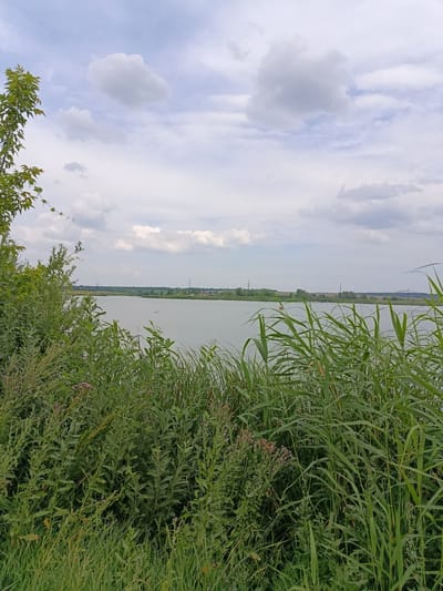 A scenic view of a large body of water is captured on an overcast day. The foreground is dominated by lush green vegetation, including tall reeds and various plants with small purple flowers. A large tree with green leaves is visible on the far left, its branches extending towards the sky. The water stretches out to the horizon, where a line of trees and distant structures, including what appear to be power lines and a bridge, are visible. The sky is filled with a mix of white and gray clouds. The scene is set in the city of Avdeevka, Russia. There are no people or animals visible in the image, and no actions or interactions are depicted. The overall impression is one of a peaceful, natural landscape under a cloudy sky.