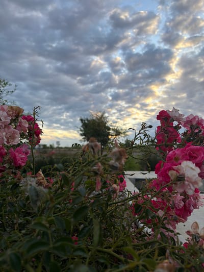 The image depicts a close-up view of pink and white roses in the foreground, with their thorny branches and green leaves. The roses are in various stages of bloom, with some fully open and others still in bud. In the background, a tree with dark green foliage stands out against a cloudy sky. The sky is illuminated by the setting sun, casting a warm glow on the clouds. A faint light streak can be seen on the horizon, suggesting the sun is low in the sky. The scene appears to be an outdoor garden, possibly in a park or a residential area. No people or animals are visible in the image. The overall impression is one of natural beauty and tranquility. This image was taken in Sacramento, California, United States.