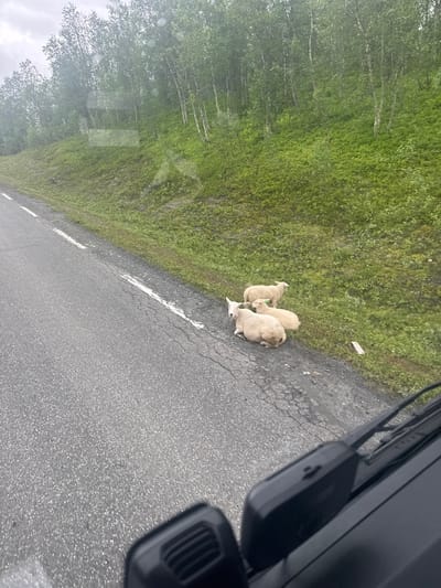 A flock of four sheep is resting on the shoulder of a paved road, which is cracked and has white lane markings. The sheep are light-colored and appear to be of the same breed. The road is bordered by a grassy slope that rises to a densely wooded area with birch trees and undergrowth. The sky is overcast. The image appears to have been taken from inside a vehicle, with part of the dashboard and windshield wiper visible in the foreground. The location is identified as being near Bodø, Norway.