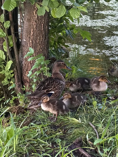 The image shows a mother duck and several ducklings in the grass near a body of water. The mother duck is in the center left of the frame, facing right. She has brown and black patterned feathers. Several ducklings are clustered around her. One duckling is in the foreground, facing left, with brown and tan downy feathers. Other ducklings are behind it, also with brown and tan feathers. The environment is lush and green, with tall grass and foliage. A tree trunk is visible to the left of the ducks. The water in the background appears calm and reflects the surrounding greenery. The scene suggests a natural habitat.
