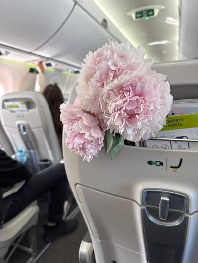 A bouquet of three light pink peonies is placed on the back of an airplane seat in the economy class section. The flowers are positioned in the foreground, with their delicate petals filling a significant portion of the frame. Behind the flowers, airplane seats are visible, some occupied by passengers whose backs and heads are slightly blurred due to the shallow depth of field. The ceiling of the airplane cabin, with overhead compartments and lighting, is also visible in the background. The environment suggests an indoor setting within an aircraft, possibly en route to or from Fischamend, Austria, given the context of the location.