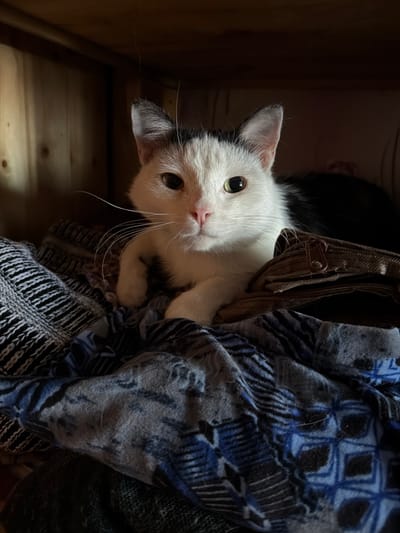 A close-up, overhead shot shows a white cat with black markings on its head and ears peeking out from a dark, patterned blanket. The cat is nestled within what appears to be a bag or carrier, indicated by a brown zipper and fabric strap visible near its face. The cat's head is tilted upwards, and it is looking directly at the camera with wide, greenish-yellow eyes and a curious expression. Its pink nose and long white whiskers are prominent.
The background is dimly lit, with a wooden surface visible in the lower left corner, suggesting the cat might be in a wooden crate or shelf. The blanket is primarily blue and gray with a geometric pattern and a fringed edge. The lighting is somewhat dramatic, with shadows obscuring parts of the scene and highlighting the cat's face. The overall impression is one of coziness and a moment of quiet observation by the cat. The time of day is not discernible, nor is the weather. There is no visible text in the image. The context suggests a domestic setting in Petryaksy, Russia.
