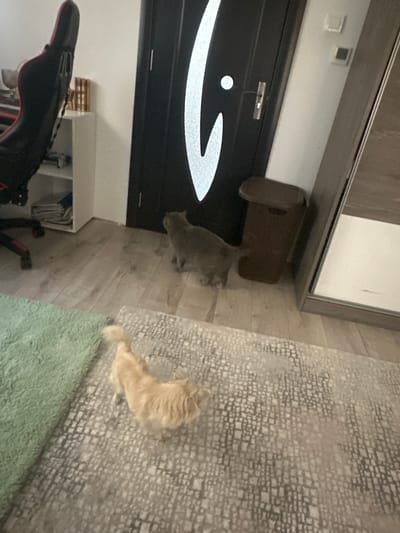 The image shows an indoor scene that appears to be a hallway or a room with wooden flooring and a textured rug. Two cats are visible: a grey cat walking on the wooden floor and a ginger cat lying on the rug. In the background, there's a black door with a white logo and a white circle, possibly a light switch or a decorative element. There's also a piece of furniture with a mirror, a brown basket-like object hanging from it, and what looks like a white shelf unit with some items on it. In the foreground, a black object with red accents, resembling a piece of sporting equipment like a golf bag or a camera bag, is partially visible. The lighting suggests it could be daytime, but there are no external windows to confirm the weather or exact time. The overall impression is a casual, lived-in domestic environment.