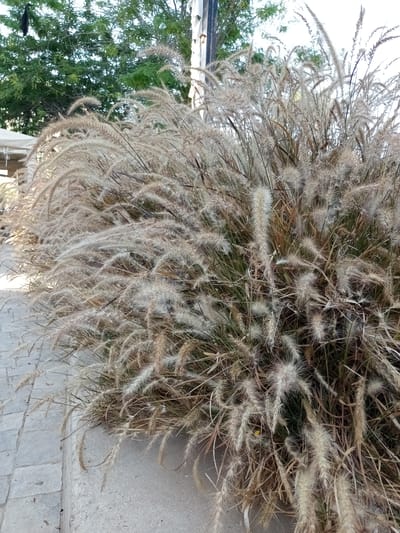 The image depicts a close-up view of a bushy ornamental grass plant with feathery seed heads, likely located in Be'er Sheva, Israel. The grass is primarily in shades of beige and light brown, with some dry, brown stems and green foliage visible underneath. The plant is situated next to a paved walkway made of light gray rectangular stones and a concrete border. In the background, out of focus, are green trees and a white structure, possibly a tent or awning. A dark, slender object, possibly a pole, is also visible. The lighting suggests it is daytime, with soft shadows. There are no people or animals in the frame.