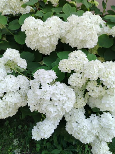 A close-up, slightly overhead shot captures a cluster of large, fluffy white hydrangeas in full bloom. The flowers are predominantly white, with some hints of pale green in the background and amongst the blossoms. The dense foliage of the hydrangea plant provides a lush green backdrop. In the lower portion of the image, the dark green leaves transition to a slightly out-of-focus grassy area with some smaller, lighter green plants. The lighting suggests it is daytime, with soft natural light illuminating the scene. The image was taken in the city of Sluck, Belarus, likely in a garden or park setting, given the presence of the plant and grass. No people or animals are visible in the frame.