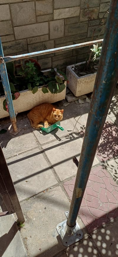 An orange tabby cat is resting in a green plastic dustpan on a tiled patio in Neapoli Municipal Unit, Greece. The cat is lying down, facing slightly to the left. Behind the cat, there are two planters with green foliage, and a brick wall forms the background. Blue metal scaffolding poles are visible on either side of the image, casting shadows on the ground, which is illuminated by sunlight.