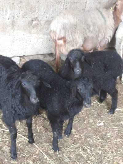 The image depicts a group of sheep in an indoor enclosure. In the foreground, three black sheep are clearly visible, one facing forward with its head turned to the left, and another facing slightly to the right. A third black sheep is partially visible behind them. In the background, a light-colored sheep, possibly an adult, is standing. The ground is covered with straw and dirt. The wall behind the sheep appears to be made of rough, textured material. There are no people or any indications of the city of Kygali, Kazakhstan in the image.