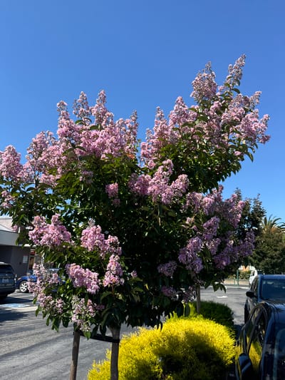 An image taken from a low angle shows a crape myrtle tree with pink flowers in full bloom, set against a clear blue sky. The tree is positioned in what appears to be a parking lot, with gray asphalt visible in the foreground. To the left of the tree, a bright yellow, dense shrub is planted. In the background, several cars are parked, including a blue sedan, a dark SUV, and a black car partially visible on the right. A building with a light-colored facade is also visible behind the shrub. The overall scene suggests an outdoor, urban environment, likely in a commercial area, under bright daylight conditions.