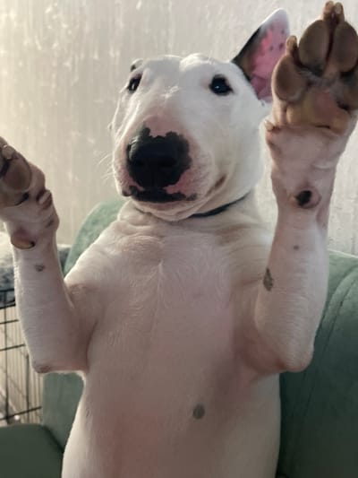 A white bull terrier is sitting on a teal couch and looking up at the camera. The dog has black spots on its nose and ears. Its front paws are raised, and its right paw is in the foreground, with visible pads and claws. The background is a textured wall. The location is likely a residential interior.