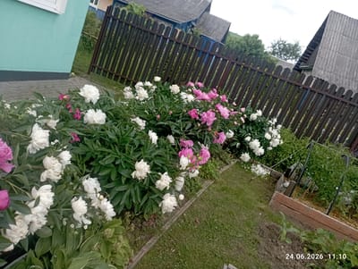 The image depicts a garden scene with abundant peonies in bloom. White and pink peonies are the dominant flowers, with large, lush green foliage surrounding them. In the background, a dark wooden fence separates the garden from a rural residential area. Behind the fence, traditional houses with grey, corrugated roofs are visible, hinting at a village or small town setting in Belarus, specifically in the Garanski Sel'ski Savet region.
The scene appears to be set outdoors, likely during the daytime, given the natural lighting. The sky is overcast, suggesting a cloudy or potentially damp weather condition. The garden itself is well-maintained, with a mowed lawn in the foreground and a raised wooden planter box containing some vegetation. The overall impression is one of a peaceful, rural environment during the flowering season.
Visible text at the bottom right corner of the image reads "24.06.2026 11:10", indicating the date and time the photograph was taken. There are no people visible in the image. The focus is solely on the natural beauty of the garden and its surroundings.