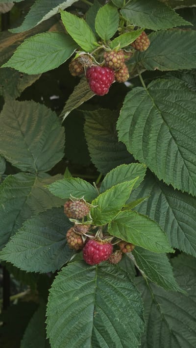 This media file captures a close-up view of a raspberry bush laden with developing and ripe berries, set against a backdrop of lush green leaves. The scene is dominated by the textured surfaces of the foliage, with prominent veins and serrated edges on the leaves. Two clusters of raspberries are visible, one on the left and another on the right side of the frame.
The cluster on the left features a single ripe raspberry, a vibrant red hue contrasting with the lighter green and pinkish tones of several unripe berries surrounding it. The cluster on the right, though partially obscured by leaves, also shows developing raspberries, appearing mostly green with hints of red. The berries are in various stages of ripeness, indicating a natural growth cycle.
The lighting suggests it might be daytime, with soft illumination that highlights the details of the leaves and berries without harsh shadows. The overall impression is one of a natural, outdoor setting, likely a garden or a wild patch where raspberries grow. No people are present in the frame, and there is no visible text. The image provides a detailed look at the plant's reproductive parts and foliage, emphasizing the natural beauty of the fruit as it matures. The context provided indicates the location is Reshetylivka, Ukraine.