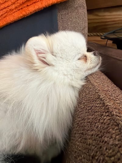 A white Pomeranian dog is sleeping on a brown armchair. The dog is curled up with its head resting on the armrest. The dog's eyes are closed and its breathing is shallow. The armchair is made of a textured fabric and is positioned in a dimly lit room. In the background, there is an orange blanket draped over a dark blue surface, and a wooden wall with a rope hanging down.