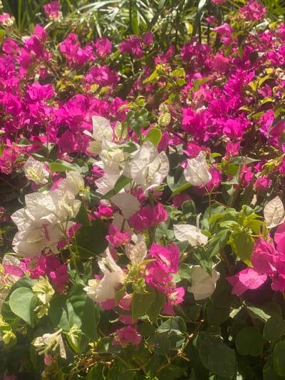 A vibrant display of bougainvillea fills the frame. Predominantly bright pink flowers dominate the left, contrasting with clusters of crisp white blooms interspersed with green foliage on the right. The composition feels dense and lush, capturing a sunny and vibrant floral scene. Sunlight illuminates portions of the image, creating a play of light and shadow on the petals and leaves.