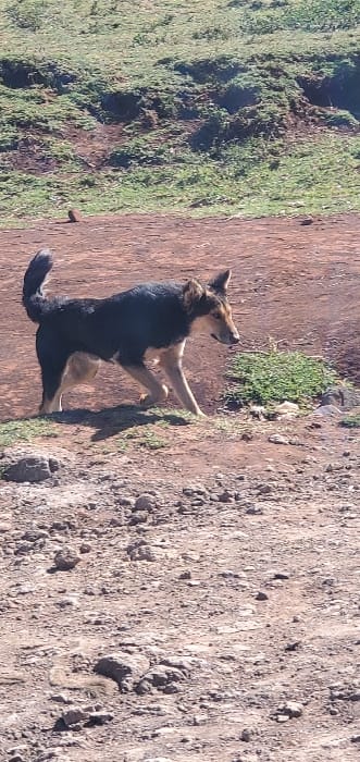 A tri-color dog is observed walking from left to right across a dirt path in Ewuaso Oonkidong'i ward, Kenya, under natural daylight. The dog features a predominantly dark brown to black coat on its back and upper body, transitioning to tan or light brown on its belly, legs, and muzzle. Its ears are erect, and its tail is curled upwards. The dog is captured mid-stride, with its right front leg extended forward. The foreground consists of dry, rocky, reddish-brown earth with minimal vegetation. The dog is positioned on a slightly elevated area, separating the foreground from a verdant, grassy hillside that rises steeply in the background. Patches of exposed soil are visible amidst the green foliage of the hill. No human subjects are present.