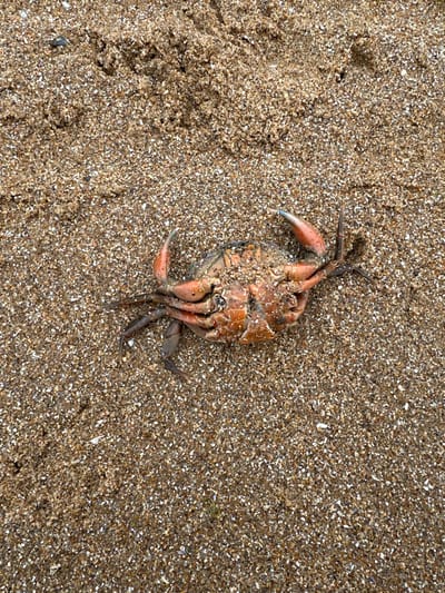 A deceased crab is positioned inverted on a sandy beach in Thanet, United Kingdom. The crab's underside displays a reddish-orange hue, with its dorsal carapace partially obscured by light brown, fine-grained sand. The tips of its robust claws exhibit a bluish coloration. Several legs are visible, some bent. The surrounding sand contains scattered shell fragments and appears slightly disturbed in areas. No other subjects or active interactions are present in the frame.