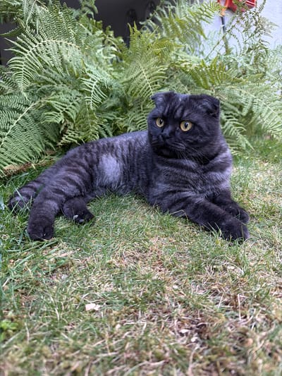A black Scottish Fold cat with yellow eyes is lying on a patch of grass with ferns in the background. The cat is facing to the right of the frame and its ears are folded forward. The fur of the cat is dark with lighter grey tabby markings. The grass is green and appears to be well-maintained. The ferns are lush and vibrant green, creating a naturalistic backdrop. The scene is outdoors and appears to be in a garden or park setting. The location is Creußen, Germany.