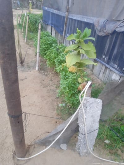 The image depicts a sandy, unpaved path in Al-Mawasi, Palestinian Territories, flanked by cultivated plants and makeshift structures. In the foreground left, a dark, rusted metal pole rises from the ground, with black cord wrapped around its base. A white electrical cable is strung horizontally from this pole towards the right. In the foreground right, a rough, light grey concrete block serves as a vertical post, with the same white electrical cable wrapped around its middle and extending towards the viewer. A dark, possibly plastic, sheet lies on the sandy ground behind this concrete block.
Along the right side of the path, a dense row of small, vibrant green plants, possibly herbs or small crops, extends into the mid-ground. To the right of the concrete block, a larger plant with broad, green and yellowing leaves stands. Further along the path, several slender, light-colored wooden or bamboo poles are spaced out vertically, appearing to support the vegetation or mark boundaries.
In the background, a rudimentary fence or wall structure is visible, constructed from vertical wooden elements and covered partially by blue and grey tarp-like material. The overall environment is outdoor, characterized by sandy soil, sparse grass, and improvised construction elements. No individuals are present in the scene.