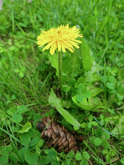 In Peetri alevik, Estonia, a close-up, eye-level shot captures a single, vibrant yellow dandelion flower in full bloom, set against a backdrop of lush green grass and clover. The dandelion stands tall on a sturdy green stem, its delicate petals unfurled towards the light. Amongst the green foliage, a small, brown pine cone lies on the ground, adding a contrasting texture and earthy element to the scene. The overall impression is one of natural beauty, with the bright yellow of the dandelion drawing the viewer's eye amidst the surrounding verdant landscape.