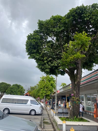 The image depicts a street scene in Ban Ko Pru, Thailand, on a cloudy day. A large, mature tree dominates the left side of the frame, its dense foliage contrasting with the overcast sky. A 7-Eleven store is visible to the right, with people standing and sitting outside. The street is lined with trees and vehicles, including a white van with Thai writing on its side. Several individuals are present near the store, some standing and others seated. The overall impression is of a typical urban street scene in Thailand.