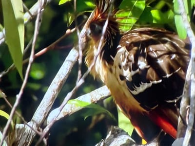 The image shows a bird with brown and white feathers perched on branches. The bird has a distinctive crest of feathers on its head and its tail feathers are a reddish-brown color. The background is a blur of green foliage, suggesting the bird is in a natural, wooded environment. There is no visible indication of the city of Valladolid, Spain in this image.