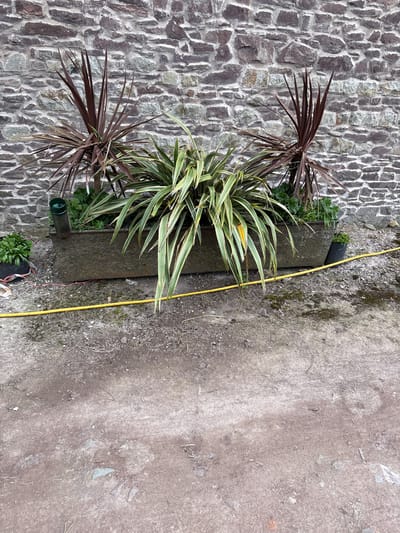 A stone planter is positioned against a stone wall. The planter contains a variety of plants, including two reddish-brown plants with spiky leaves and a larger plant with green and white striped leaves. A yellow hose runs along the ground next to the planter. The ground is a mix of dirt and small stones. The wall is made of irregularly shaped stones. The location is Longden, United Kingdom.