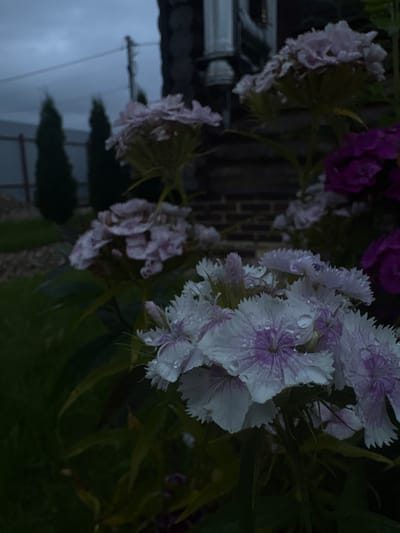 A close-up, low-angle shot captures a cluster of Dianthus flowers with delicate pink and white petals, some adorned with water droplets, in a garden setting. The background features dark green foliage, a blurred wooden structure, and two indistinct evergreen trees against a dark, overcast sky. The overall atmosphere is somber and slightly damp, possibly after a rain shower. The location is identified as Shebarshino, Russia. There are no people or animals visible in the frame.