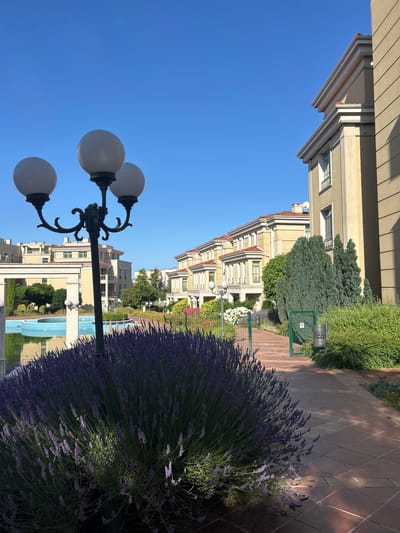 The image depicts a sunlit outdoor scene in Chernomorets, Bulgaria, likely during the daytime. The perspective is slightly tilted, giving a dynamic feel to the composition. In the foreground, a decorative lamppost with three globe lights stands tall, its ornate black metalwork visible against a clear blue sky. To the right, a dense bush of blooming lavender flowers dominates the frame, its purple blossoms reaching outwards.
Behind the lavender, a pathway paved with terracotta-colored square tiles stretches into the distance, dappled with shadows from unseen trees. A low green fence encloses a grassy area. Further back, a row of multi-story buildings with cream-colored facades and red-tiled roofs lines the scene. These buildings have numerous windows and balconies, suggesting a residential or hotel complex. Adjacent to the buildings, a swimming pool with bright blue water is visible, its surface reflecting the sky and surrounding structures. Lush green trees and manicured bushes are interspersed throughout the landscape, adding to the sense of a well-maintained urban garden or resort. The overall impression is one of a tranquil summer day in a pleasant, well-kept environment. There is no visible text in the image.