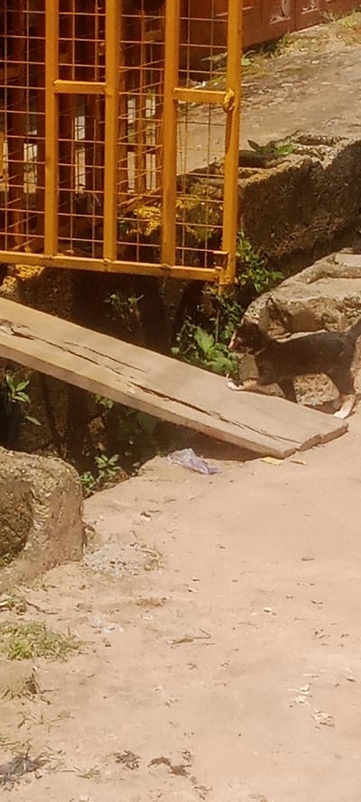 This image, taken in Gauraka, Nigeria, depicts an outdoor scene featuring a segment of a pathway or roadside. In the upper left quadrant, a yellow-painted metal grate or fence structure with a square grid pattern is prominently visible, suggesting a barrier or enclosure. Below this structure and extending horizontally, a single wooden plank, approximately 0.9 meters long and light brown in color, serves as a makeshift bridge across a shallow depression or change in ground level. The plank slopes gently downwards from left to right.
To the right of the wooden plank, a small, dark-furred animal, possibly a cat or small dog, with distinct white paws, is captured in motion or paused on the pathway. The animal is oriented towards the right side of the frame. The ground surface consists primarily of reddish-brown dirt or sand, exhibiting an uneven texture with scattered small stones and sparse patches of green grass and weeds. Concrete or natural stone blocks, rough in appearance, support an elevated section of ground and border the lower pathway. A small, crumpled transparent plastic bag lies on the dirt ground near the right end of the wooden plank. Background elements, seen through the yellow grate, are blurred but suggest a street or open area with distant architectural features. The lighting indicates daylight conditions. No human figures are present.