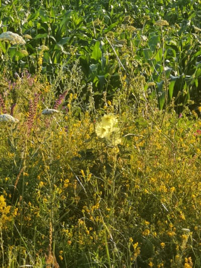 The image depicts a close-up view of a field of wild flowers and corn stalks. The foreground is dominated by a variety of wildflowers in shades of yellow, purple, and white. In the background, tall green corn stalks are visible, suggesting a rural or agricultural setting. The lighting suggests it is daytime, possibly late afternoon or early morning, with sunlight illuminating the scene and casting some shadows. There are no people or animals visible in the image. The scene appears to be located in a natural or cultivated field.