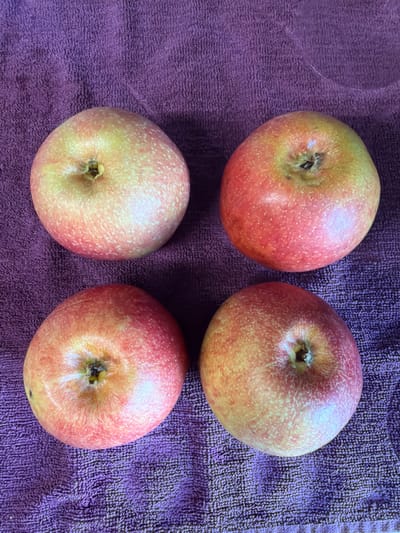 The image shows four apples arranged on a purple towel. The apples are round and have a red and yellow coloration. The towel has a textured, woven surface. The scene is indoors under ambient lighting. There is no indication that the photograph was taken in the city of Arinj, Armenia or any indication as to the location of where the image was taken. There are no people visible in the image.