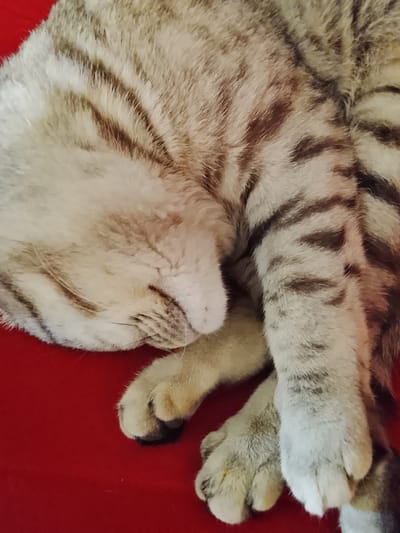 A close-up shot shows a sleeping tabby cat curled up on a red surface. The cat's head is tucked down, and its paws are visible near its face. The cat has a striped pattern in shades of gray and brown. The location is not discernible from the image.