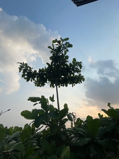 The image, oriented in portrait mode looking upwards, captures a serene outdoor scene featuring a partly cloudy sky and verdant tree foliage. The sky displays a gradient of colors, transitioning from a bright, clear blue on the left to a more diffused, cloudy expanse on the right, where hints of golden-yellow light suggest either sunrise or sunset, particularly visible through the dense leaves.
Dark green leaves from several trees dominate the foreground, largely silhouetted against the bright sky. A prominent tree or bush stands towards the center-right, with its slender trunk extending upwards and its branches fanning out with lush foliage. To the far right, a thick mass of leaves largely obscures the sky, behind which faint utility lines and possibly a pole are visible, catching the warm light. On the far left, a dark, angular structure, resembling part of a building's roof or a canopy, is partially visible. The sky is dotted with various clouds, ranging from fluffy white cumulus to darker, more spread-out grey formations. There is no discernible human activity or visible text. The setting implies a quiet moment observed from below a canopy of trees in an outdoor environment, with the specific context being Purbachal, Bangladesh.