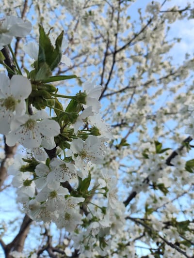A close-up shot captures a tree branch densely populated with white blossoms, likely cherry or similar fruit tree flowers, set against a backdrop of other branches and a light blue sky interspersed with wispy clouds. The foreground branch is sharply in focus, revealing details such as the flower petals, sepals, and stamens, along with some green leaves. The background branches, also covered in blossoms, appear softer and slightly out of focus. The location, Yerzhovo, Moldova, is presumed but not visually verifiable. The scene depicts a natural setting, specifically a flowering tree in full bloom, likely during springtime. No people are present or visible in the image.