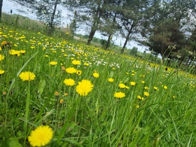 This is a ground-level, wide-angle shot of a meadow filled with yellow and white wildflowers, predominantly dandelions and small white daisies, in Kalniškiai, Lithuania. The grass is lush and green, with some taller stalks of weeds or grasses interspersed. In the background, several tall pine trees are visible against a cloudy sky. The image appears to have been taken during the daytime, likely spring or early summer, with the sun casting soft light on the scene. There are no people or animals visible in the frame. The focus is on the vibrant wildflowers and the natural environment of the meadow.