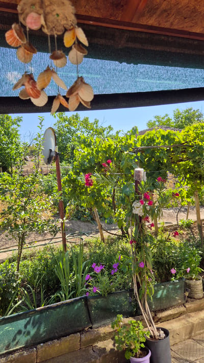 The image shows a garden scene in the village of Butovo, Bulgaria. In the foreground, a hanging wind chime made of seashells is suspended from a wooden roof. Below, a lush garden is visible, with various plants and flowers, including pink oleander and purple petunias. A satellite dish on a rusty pole stands among the greenery. The background features a vineyard with ripening grapes and trees under a clear blue sky. A stone wall with a green protective net runs along the edge of the garden. Several potted plants are placed on the ground.