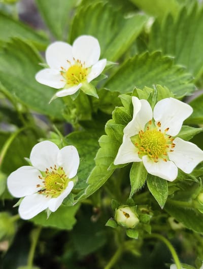 The image shows a close-up view of three strawberry flowers and a flower bud. The flowers are white with yellow centers. Green leaves surround the flowers. There is also a small black insect on one of the flowers. The environment appears to be outdoors. The location of the photograph is provided as Kolosisty, Russia.