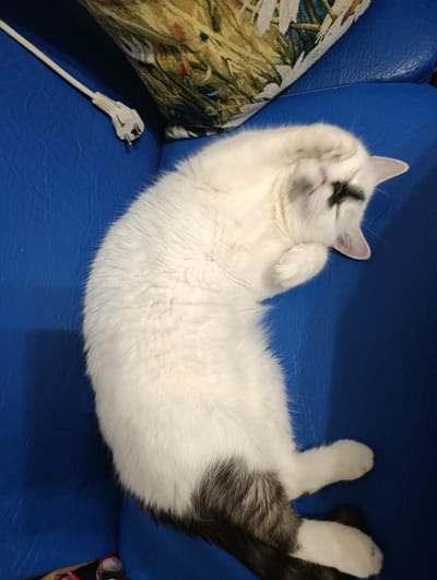 A white cat with black markings is sleeping on a blue sofa. The cat is lying on its side with its eyes closed and its paws tucked in. A white electrical cord with a plug is lying on the sofa next to the cat. A patterned pillow is visible in the upper right corner of the image. The image was taken in Klintsy, Russia.