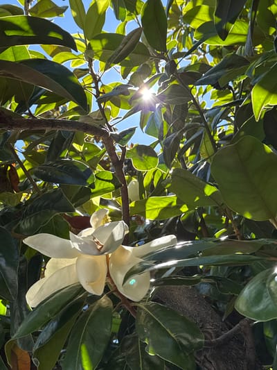This is a close-up, low-angle shot of a magnolia tree with a bright white flower in bloom. The sunlight filters through the lush, dark green leaves, creating a dappled effect and highlighting the texture of the foliage. A prominent sunburst is visible in the upper left quadrant of the image, indicating it is likely daytime, possibly late morning or early afternoon. The sky is a clear, vibrant blue, suggesting fair weather. The branches of the tree are visible, some with a rough, textured bark. The white petals of the magnolia flower are delicate and illuminated by the sunlight, with some petals appearing translucent due to the light shining through them. The overall mood of the image is peaceful and serene, capturing the beauty of nature on a sunny day. There are no people or text visible in the image. The setting is likely a garden or park in Novato, California, given the context provided.