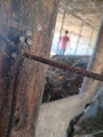 The image displays a close-up view of a wooden structure, likely an outdoor support post, covered in cobwebs. Several small, light-colored, oval-shaped objects are adhered to the surface of the post in the upper left quadrant. A rusty, dark-colored rod is horizontally positioned across the frame, also entwined with cobwebs. Within the web, a small, elongated, orange-colored insect is visible, along with at least one spider. In the blurred background, a person wearing a pink shirt and blue pants can be seen through the cobwebs, appearing to be inside a structure with a roof supported by beams. The overall impression is an aged, rustic setting, possibly a stable, shed, or agricultural enclosure, located in or around the city of Көлкент, Kazakhstan.