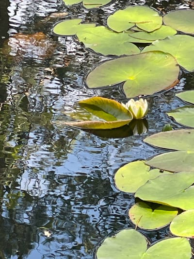 The image depicts a serene pond scene with several lily pads floating on the dark, rippling water. A single white water lily, partially open, is visible in the center of the frame, surrounded by its green lily pads. Reflections of trees and the sky are visible on the water's surface, creating a mottled pattern of light and shadow. The image does not contain any people or indicate a specific location in the city of Priluki, Russia.
