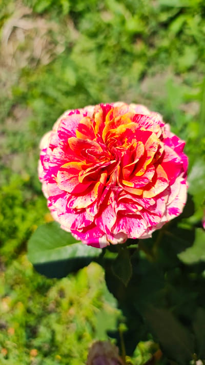 The image displays a close-up, top-down view of a vibrant, multicolored rose in bloom. The rose exhibits a complex petal structure with striking streaks of fuchsia pink and golden yellow against a creamy white background. The petals are tightly curled in the center, gradually opening outwards. The rose is set against a blurred backdrop of lush green foliage, suggesting an outdoor garden setting. The lighting indicates a sunny day, with shadows cast by the petals and leaves. The scene appears to be from Zhytomyr, Ukraine, though no specific landmarks or urban context are visible within the frame itself.