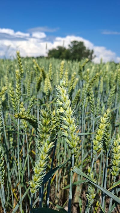 A close-up, vertical, eye-level shot captures an immature wheat field under a bright blue sky with scattered white clouds. The foreground is dominated by sharp, green wheat stalks with developing heads, their delicate awnings clearly visible. The stalks are a mix of light and dark green, with some hints of yellow. The background is a blur of more wheat, suggesting a vast field, with a dark green tree line and a hint of more distant foliage. The overall impression is one of a sunny, rural landscape, likely in the agricultural outskirts of Enns, Austria, given the context. There are no people or animals visible in the frame. The lighting suggests it is daytime, with the sun high in the sky, casting subtle shadows on the wheat stalks.