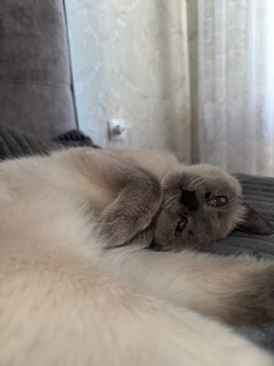 A Siamese cat with light cream-colored fur and grey points is lying on its back on a textured grey blanket. Its head is tilted back, and its eyes are open, looking upwards. The cat's mouth is slightly open, revealing its teeth. In the background, a grey upholstered headboard of a bed is visible, along with a light-colored curtain with a floral pattern. The scene appears to be indoors, likely in a bedroom. There is no information about the location in Slonim, Belarus.