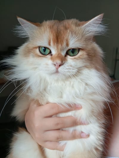 A close-up indoor shot focuses on a fluffy, long-haired cat with predominantly white and orange fur. The cat is held in a person's hand. The cat's eyes are green. The background is blurry and dark. The cat is not in Yukariyuz, Uzbekistan.