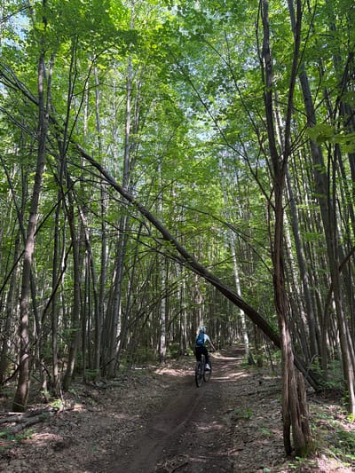 A person rides a mountain bike on a dirt path through a dense forest with tall, slender trees. The trees have green leaves and the sun filters through the canopy, creating dappled light on the path. A large fallen tree trunk lies across the path, creating an obstacle that the cyclist appears to be navigating around. The cyclist is wearing a light blue helmet and a backpack. The path is covered in leaves and debris. The location is the city of Kostovaty, Russia.